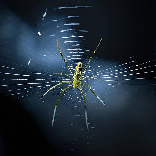 The spider - Photography Winner