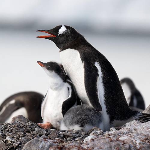Family - Photography Winner