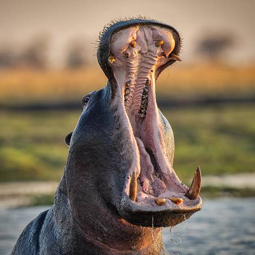 Hippo’s Wide-Mouthed Glory - Photography Winner