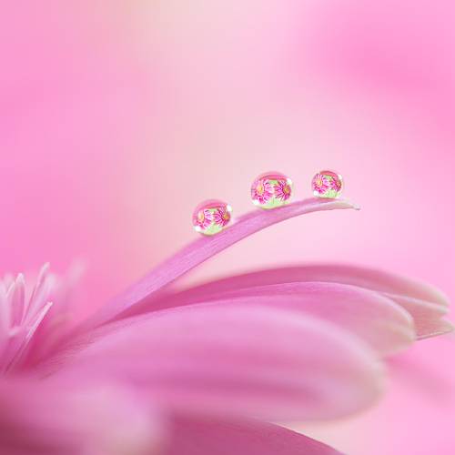 Jewels - Photography Winner