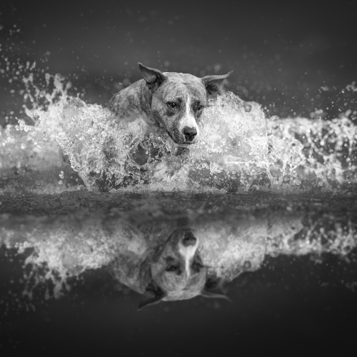 Force of Nature - Photography Winner